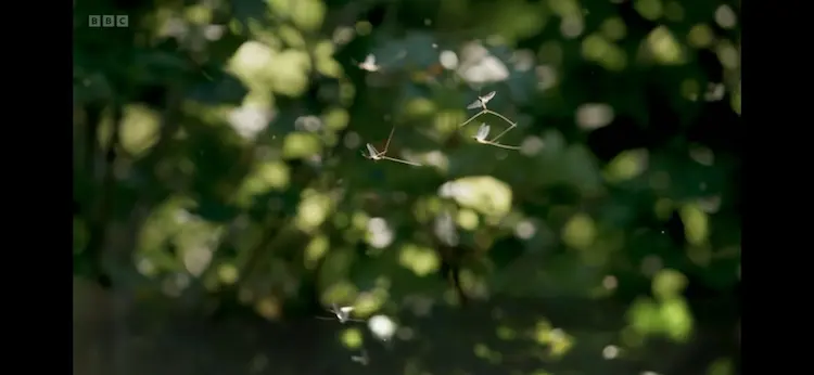 Green drake mayfly (Ephemera danica) as shown in Wild Isles - Freshwater